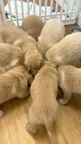 dog-and-puppy-sales-big-1