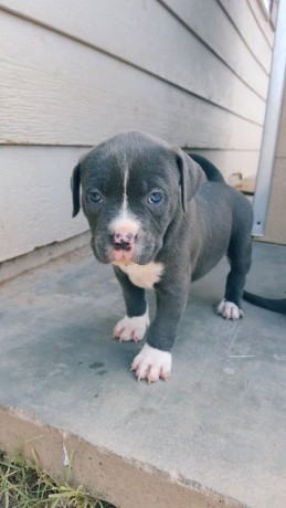 dog-and-puppy-sales-big-2