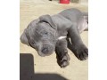 dog-and-puppies-small-2