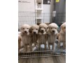 dog-and-puppies-small-1