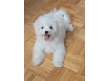 dog-and-puppies-small-0
