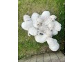 dog-and-puppies-small-3