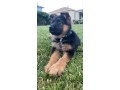 dog-and-puppies-small-4