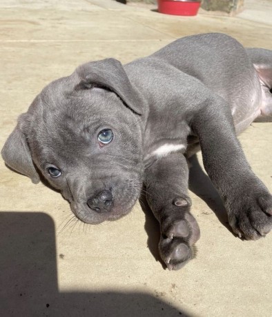 dog-and-puppies-big-2