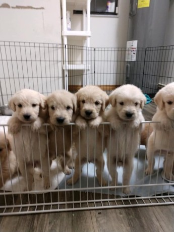 dog-and-puppies-big-1