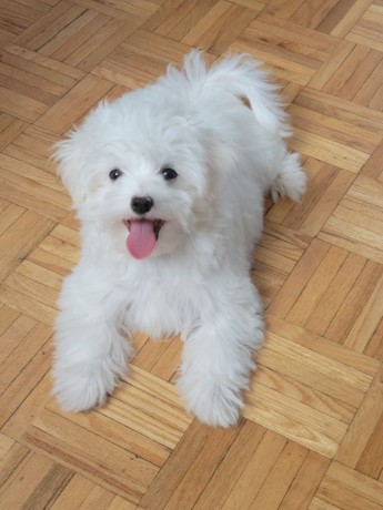 dog-and-puppies-big-0
