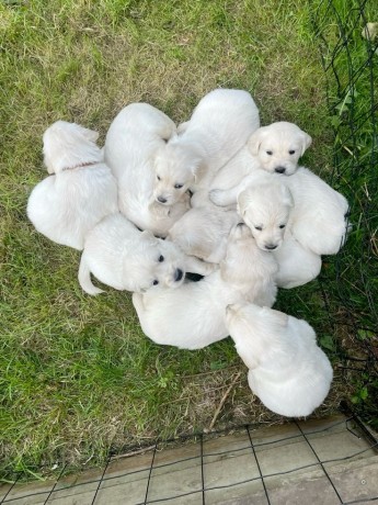 dog-and-puppies-big-3