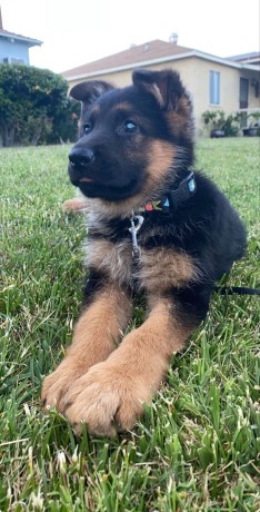 dog-and-puppies-big-4
